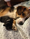 Kobie - URGENT! Foster Needed!