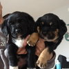 Kobie - URGENT! Foster Needed!