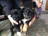 Kobie - URGENT! Foster Needed!