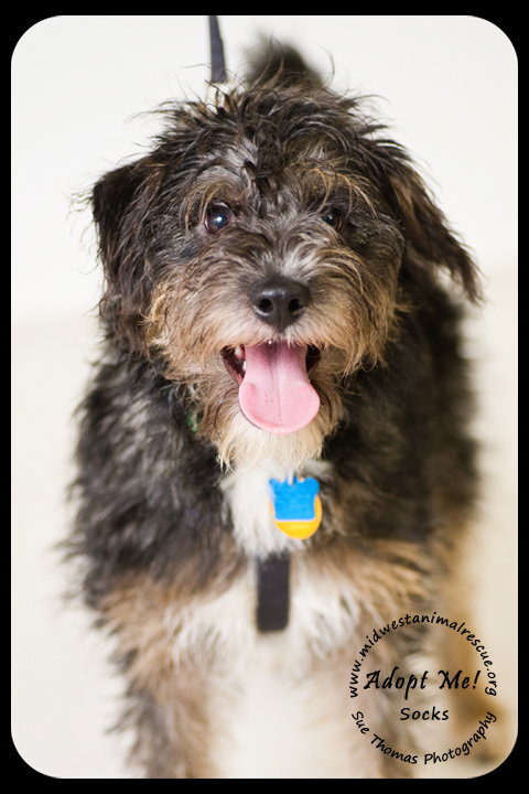 Socks -Puppy