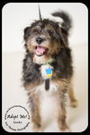 Socks -Puppy
