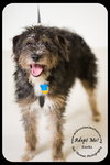 Socks -Puppy
