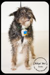 Socks -Puppy