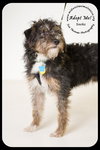 Socks -Puppy