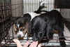 Junior- Puppy