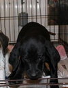 Junior- Puppy