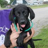 Junior- Puppy