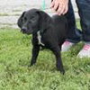 Junior- Puppy
