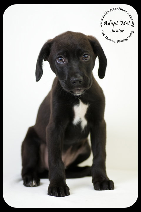 Junior- Puppy