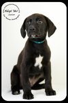 Junior- Puppy