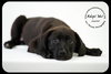 Junior- Puppy