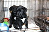 Joey -Puppy