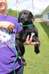 Joey -Puppy