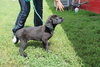 Joey -Puppy