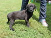 Joey -Puppy