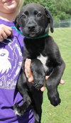 Joey -Puppy