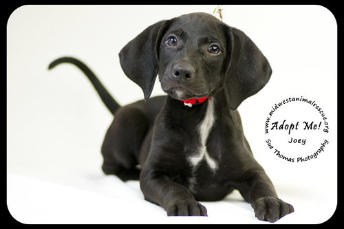 Joey -Puppy