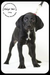 Joey -Puppy