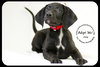 Joey -Puppy