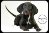 Joey -Puppy