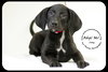 Joey -Puppy