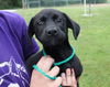 Janie -Puppy