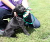 Janie -Puppy