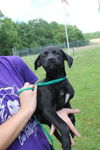 Janie -Puppy