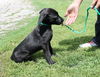 Janie -Puppy