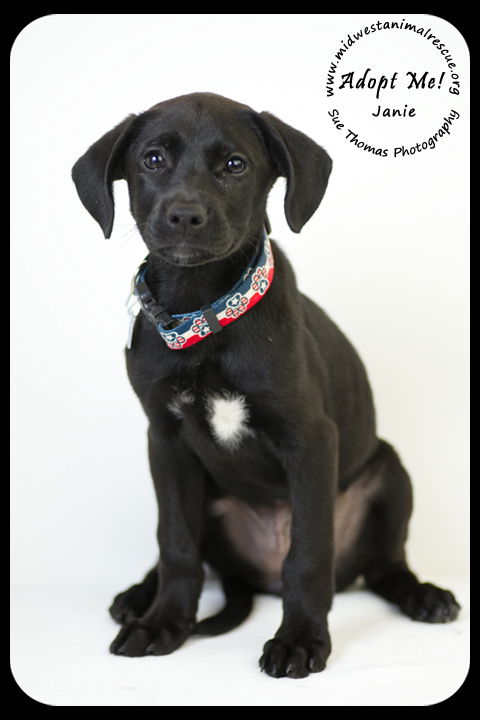 Janie -Puppy
