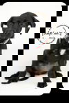 Janie -Puppy