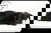 Janie -Puppy