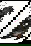 Janie -Puppy