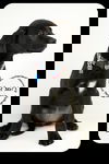 Janie -Puppy