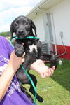 Julie -Puppy