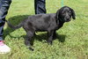 Julie -Puppy