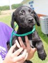 Julie -Puppy