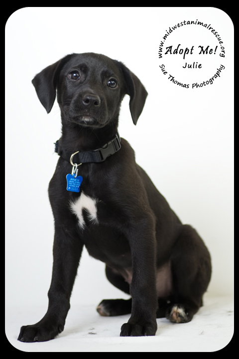 Julie -Puppy