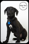 Julie -Puppy