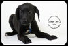Julie -Puppy