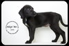 Julie -Puppy