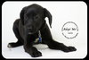 Julie -Puppy