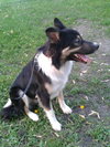 Kumpel Foster Needed