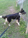 Kumpel Foster Needed