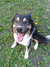 Kumpel Foster Needed