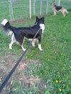 Kumpel Foster Needed