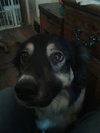 Kumpel Foster Needed