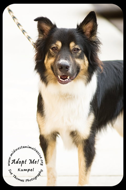 Kumpel Foster Needed