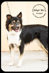 Kumpel Foster Needed