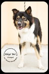 Kumpel Foster Needed